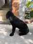 Продавам кученца Кане Корсо , снимка 3