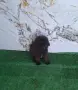 Тийкъп/той пудел, снимка 2