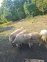 Продават се всички овце , снимка 2