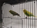 Вълнисти папагали чифт, снимка 5
