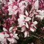 Гаура (Gaura lindheimeri), снимка 2