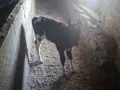 Продавам 2 телета, снимка 2