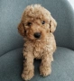 Mini poodle/Мини пудел , снимка 3