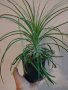 Продавам Пуя Мирабилис, снимка 1 - Стайни растения - 40979038