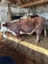 Продавам Мъжки Телета, снимка 3