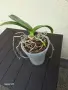 орхидея phalaenopsis violet queen, снимка 4