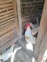 животни птици петли, снимка 5