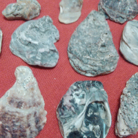 Седефени черупки от стриди 60 броя - 2021 г., снимка 5 - Морски сувенири - 36162206