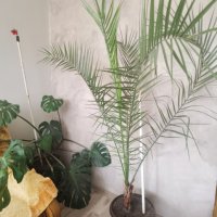 Голяма финикова палма и други цветя, снимка 1 - Стайни растения - 23823346