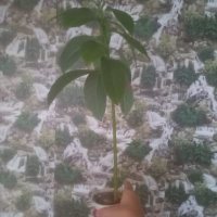 Био авокадо с три разклонения, снимка 4 - Стайни растения - 39690464