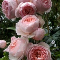 Роза 58, снимка 1 - Градински цветя и растения - 41902752