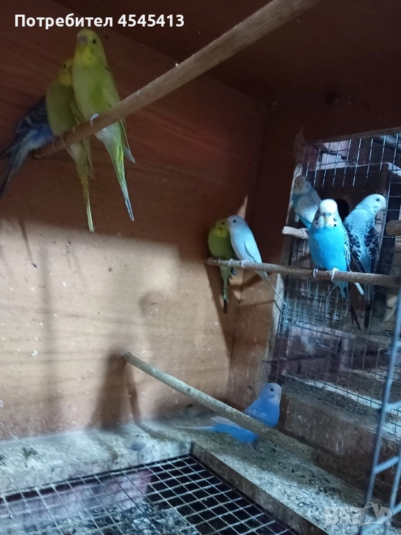 Папагали вълнисти, корели и какарики Смеещи се гугутки, снимка 1