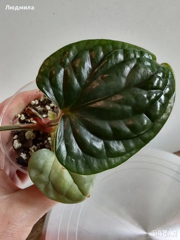 Антуриум Luxurians, снимка 1