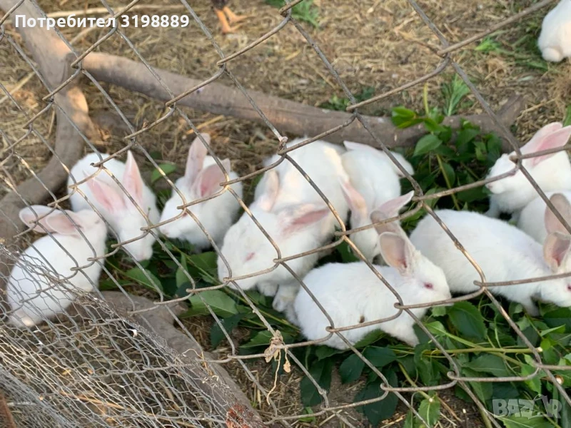 Продавам зайци порода Цика, снимка 1