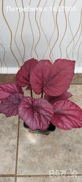 Бегония Inca flame, снимка 1