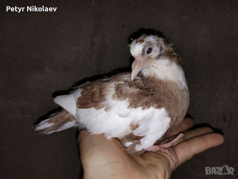 Гълъби летачи, снимка 1