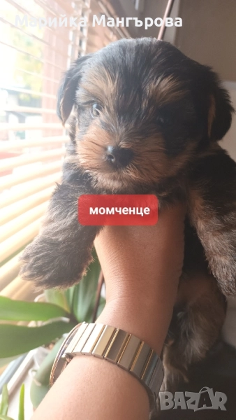 Мини Йоркита много игриви , снимка 1