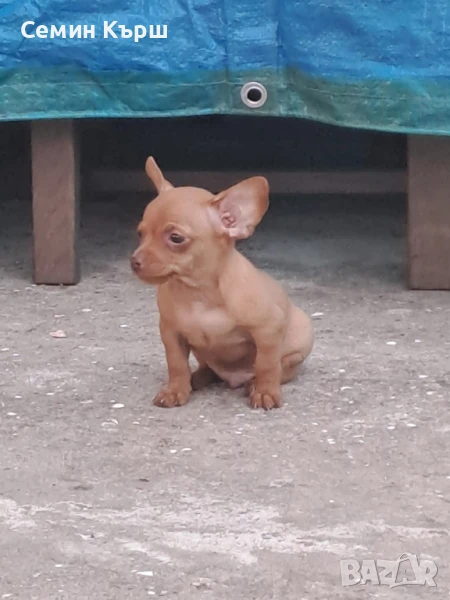 Мини Пинчерче, снимка 1