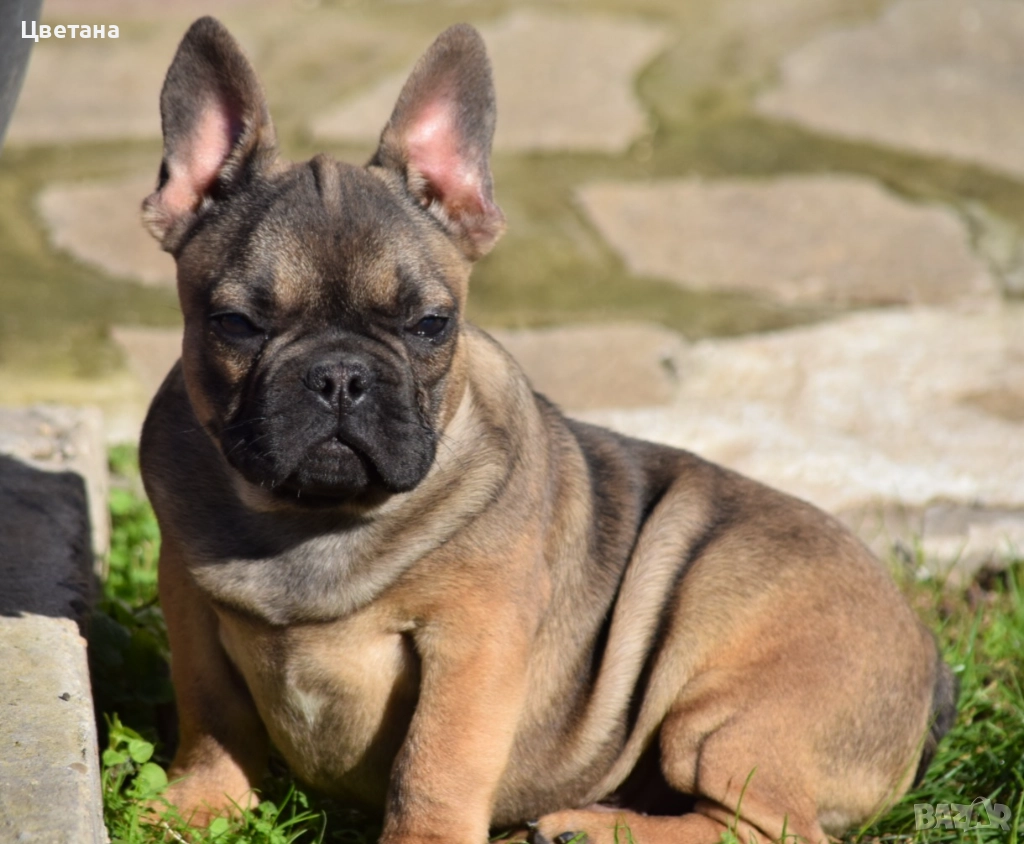 Френски булдог, снимка 1