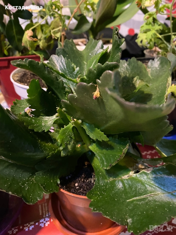 Каланхое, снимка 1