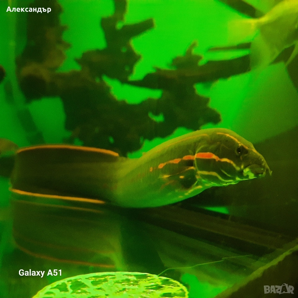 рибки и аквариум, снимка 1