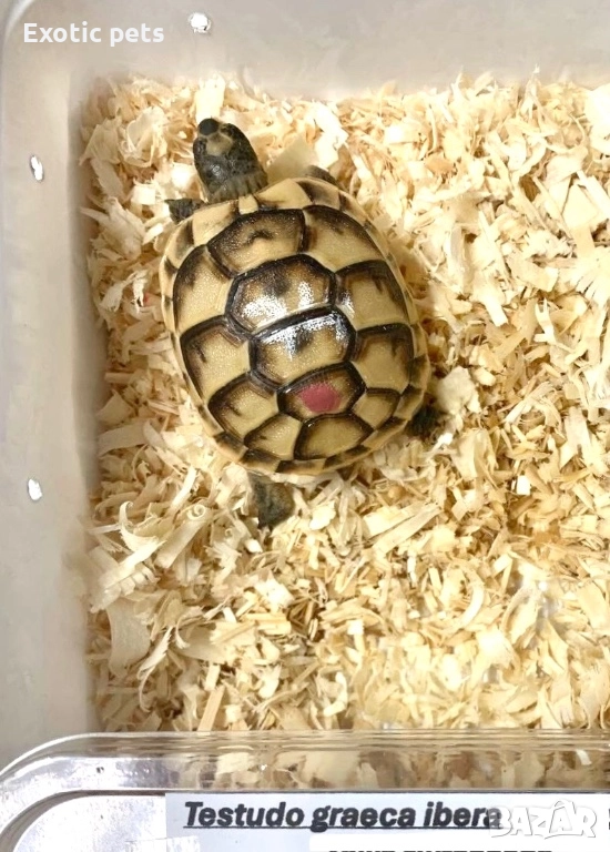 Костенурка , Testudo Graeca, снимка 1