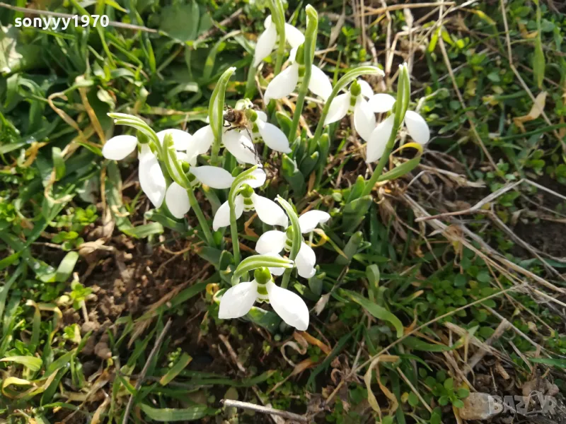 25лв гръм кокичета с луковици в саксия 0502251847, снимка 1