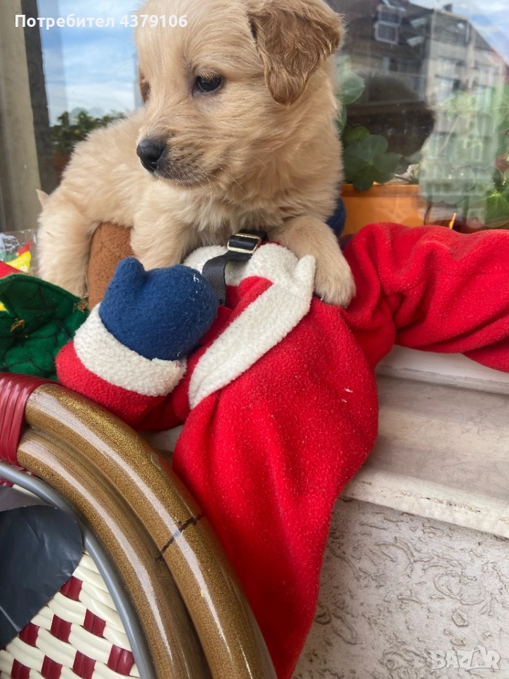 Голдън ретривър  златисто момченце, снимка 1