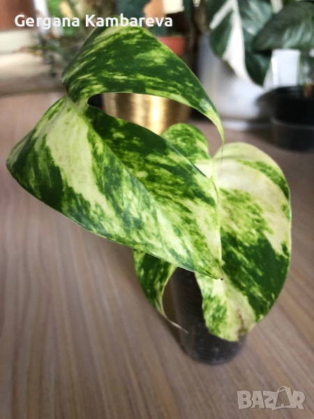 Epipremnum pinnatum Yellow Flame , снимка 1