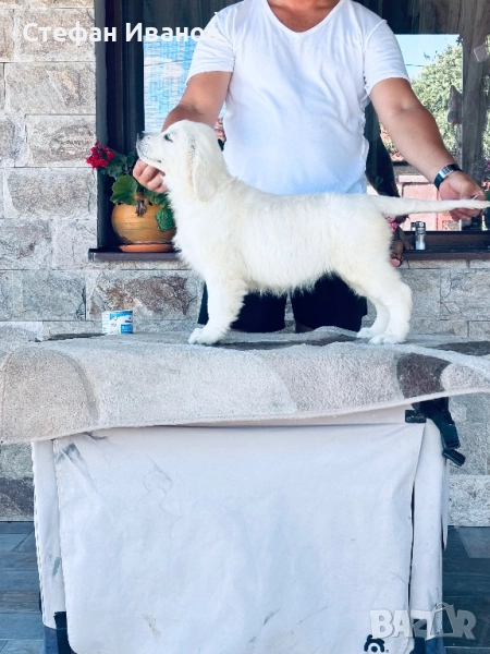 Голдън Ретривър FCI, снимка 1