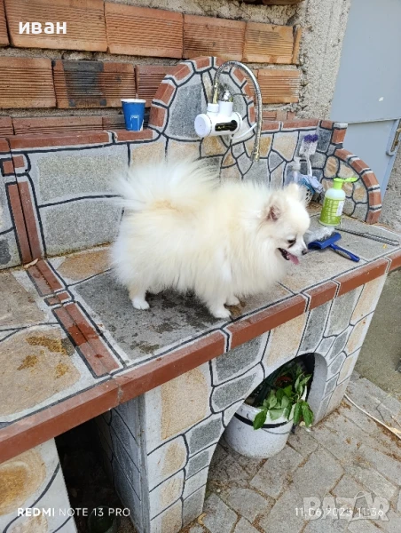 померан момиче , снимка 1