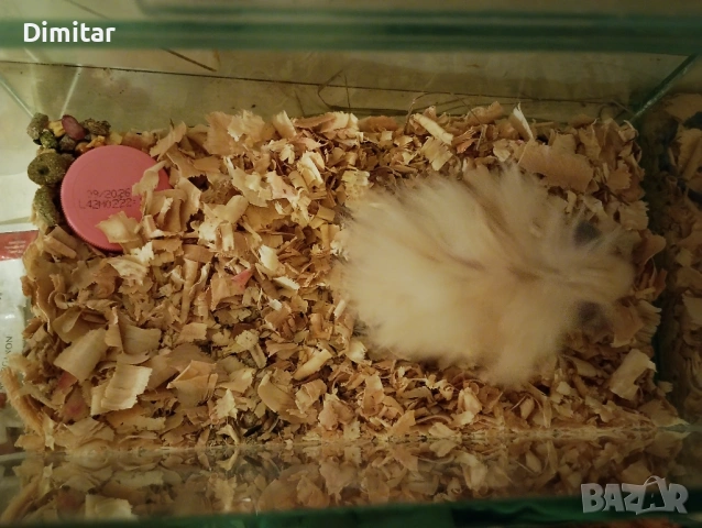 Хамстери , снимка 2 - Хамстери - 53512200