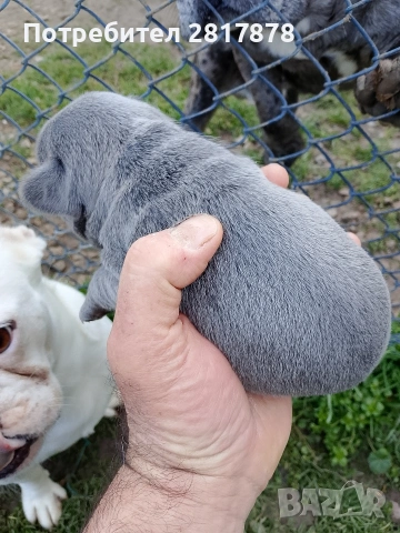 френски булдог , снимка 2 - Френски булдог - 53191321