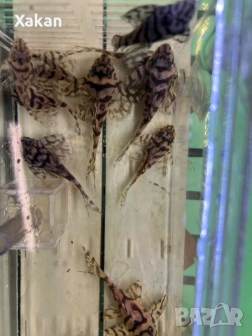 L 236 SW и SY 6.5-7см, снимка 12 - Рибки - 50275511