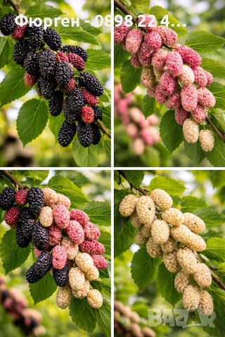 Черница – черна, розова и бяла, снимка 7 - Разсади - 52960042