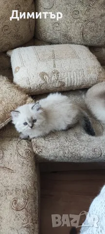 Дългокосместо шотландско мъжко, снимка 9 - Британска късокосместа - 50320973