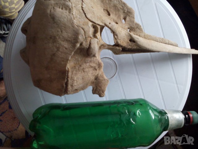 Антики, вкаменелости от тиранозавър зъби и нокът и др, снимка 6 - Други ценни предмети - 39383283