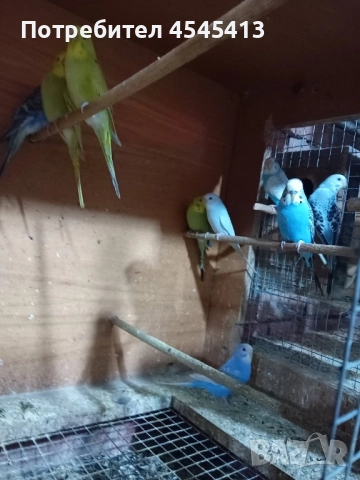 Папагали вълнисти, корели и какарики