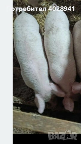 мъжки и женски прасета 