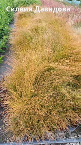 Карекс Прериен огън , снимка 3 - Други стоки за дома - 52024086