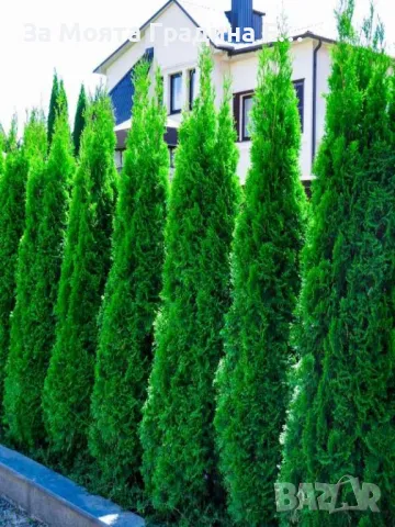 Туя Смарагд , снимка 6 - Градински цветя и растения - 49492365