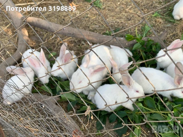 Продавам зайци порода Цика