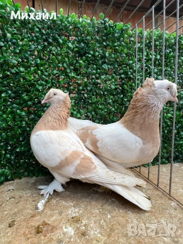 Мардини/ Турски