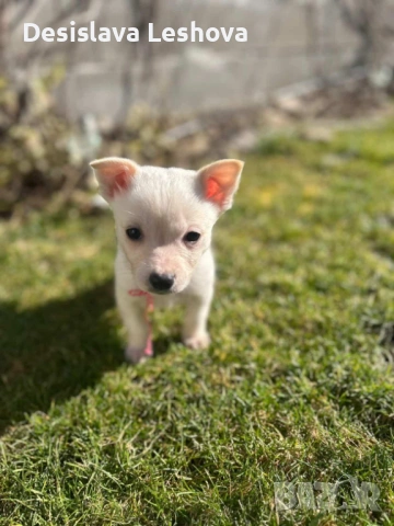 Тези малки сладури си търсят дом :), снимка 2 - Чихуахуа - 53519919