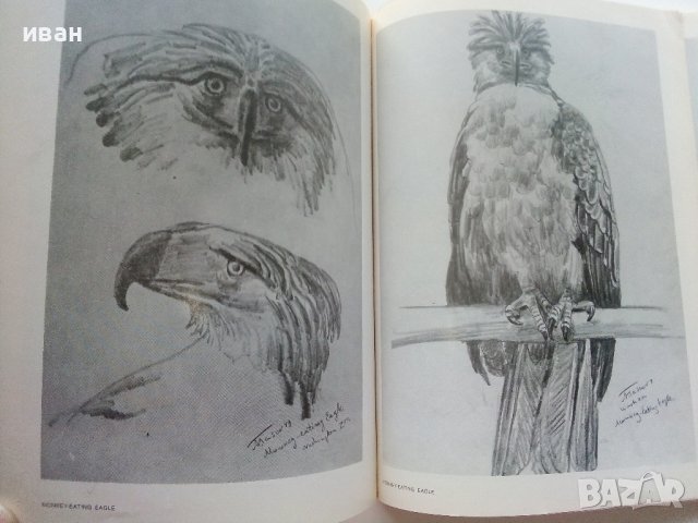 Албум с рисунки " Washington Zoo" - Атанас Тасев - 1976г., снимка 4 - Колекции - 41942182