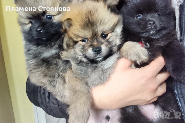 Малки померани , снимка 4 - Померан - 52720505