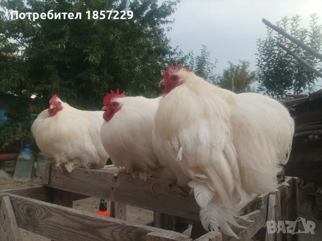 мини кохин петлета , снимка 5 - Кокошки и пуйки - 56159971