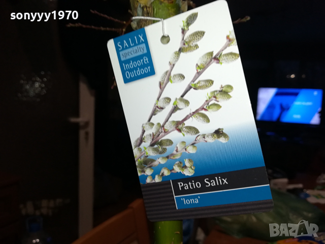 PATIO SALIX LONA-ВЪРБА 60СМ В САКСИЯ 0903241833, снимка 10 - Градински цветя и растения - 44686087