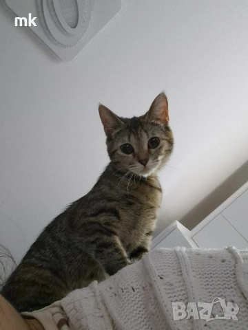 Подарявам котка, снимка 2 - Изгубени/намерени - 53745291