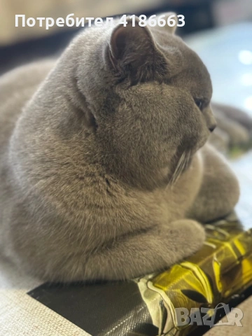 Британска късокосместа цвят люляк за разплод , снимка 15 - Британска късокосместа - 52412010